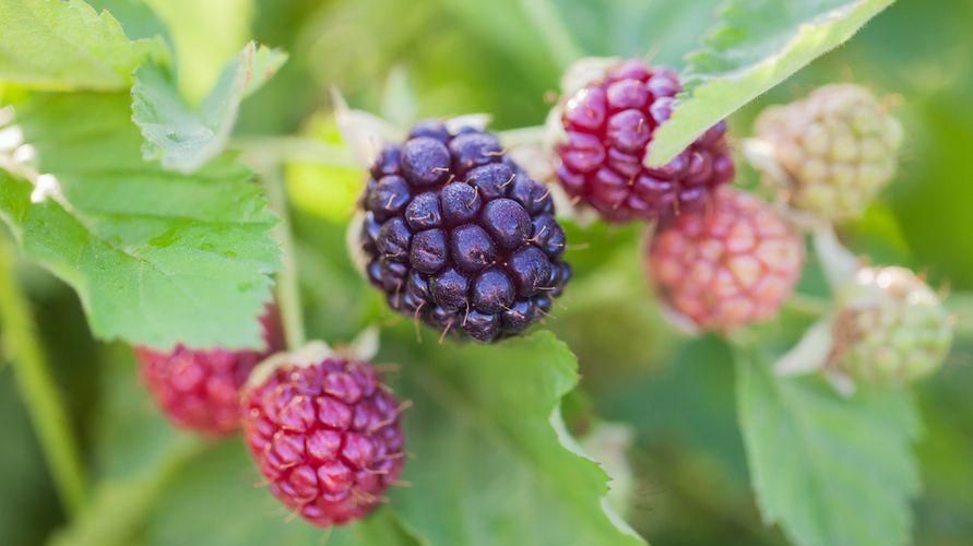 Raramente conosciuto, frutto di Boysenberry ricco di sostanze nutritive e benefici