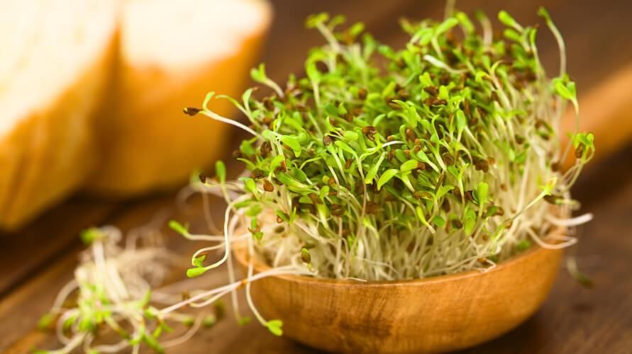 Mengambil Alfalfa, Herba Kaya dengan Vitamin K dan Antioksidan