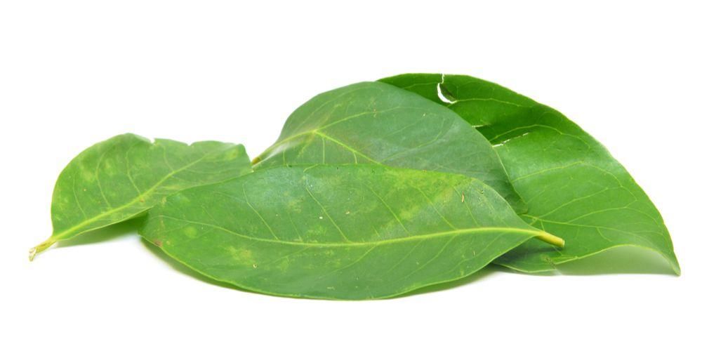 Запознайте се с ползите от отварата от дафинов лист, която е здравословна за организма