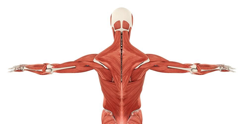 9 вида мускулна дистрофия, аномалии в мускулите, които могат да предизвикат парализа