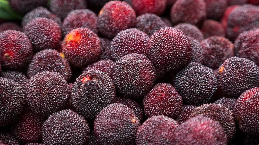 Bayberry ve Potansiyel Sağlık Faydalarını tanımak