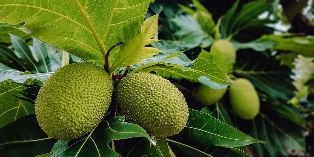 Khasiat Daun Breadfruit untuk Kesihatan dan Kesan Sampingan