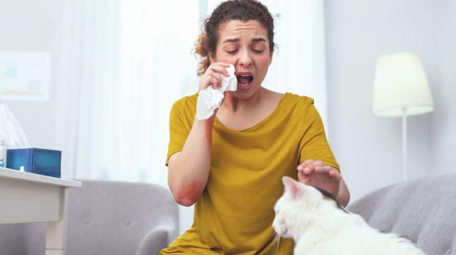 Познаване на алергии към котки и правилният начин да се преодолее