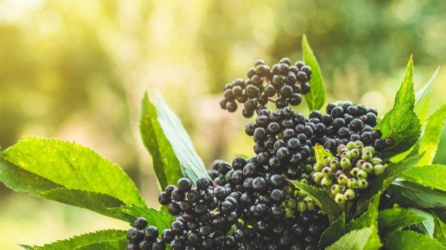 Manfaat Potensi Buah Elderberry untuk Kesihatan dan Kesan Sampingan