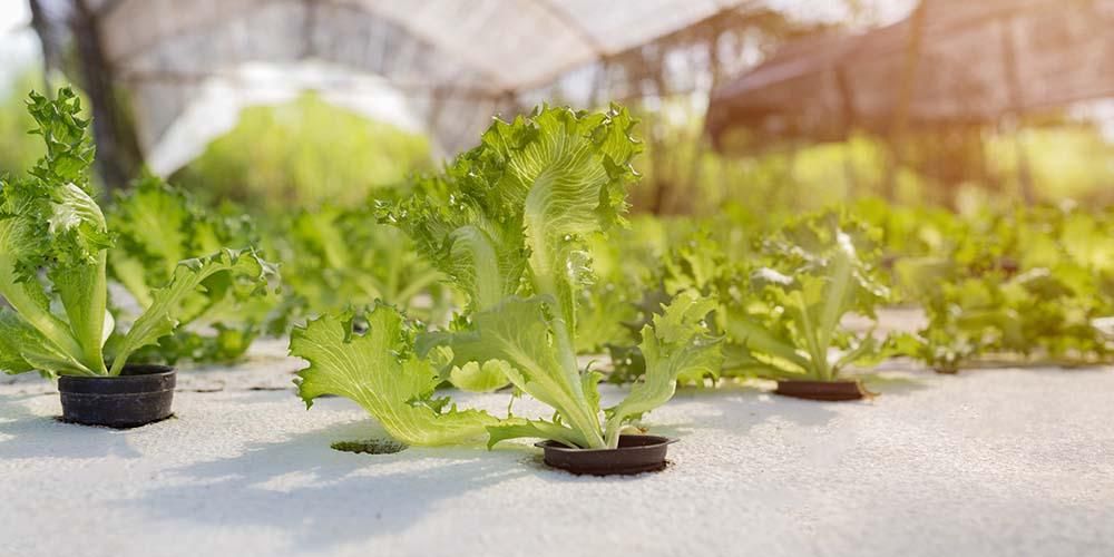 水耕栽培または有機野菜、どちらが健康的ですか？