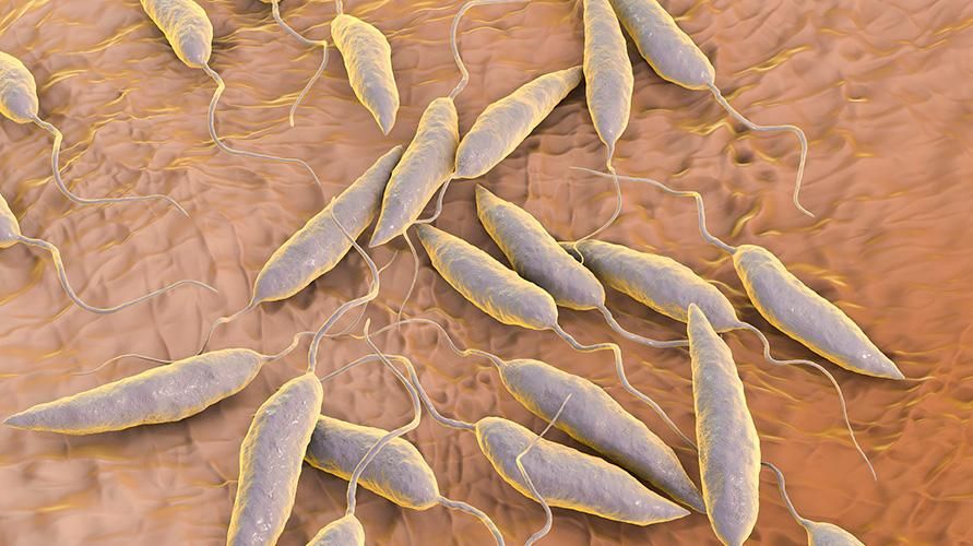 Leishmania Protozoa Menyebabkan Jangkitan Leishmaniasis, Ketahui Gejalanya
