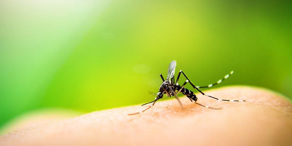 Как да се отървете от ухапвания от комари, за да не станат черни петна по кожата