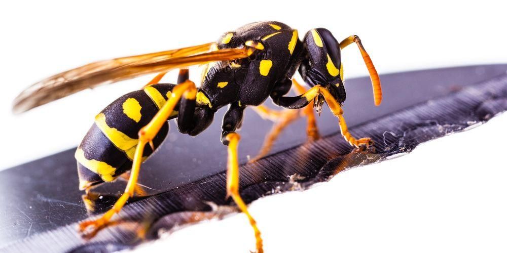Le punture di vespa possono essere mortali, come trattarle?