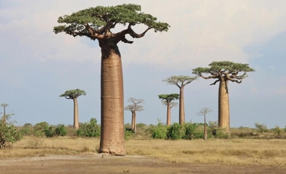 5 предимства на баобаб, високи дървета, които имат много ползи за здравето