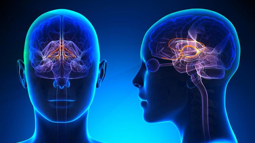 人間の脳の大脳辺縁系とそれに伴う病気を理解する