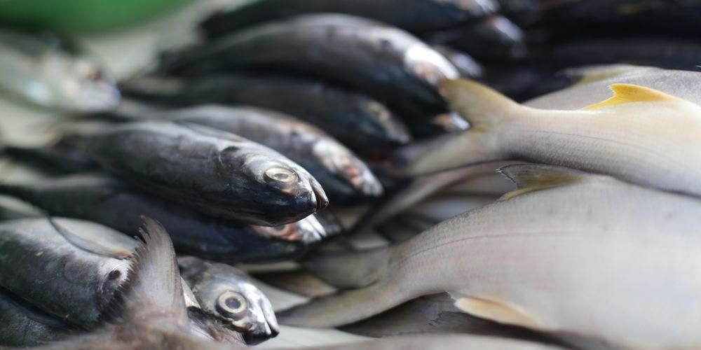 Ketahui Pemakanan dan Faedah Ikan Skipjack untuk Kesihatan