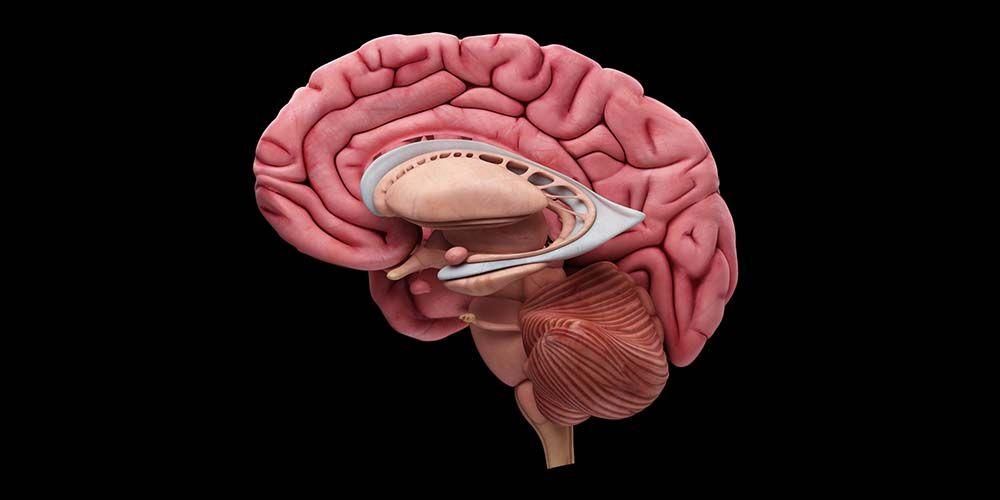 ما هي وظيفة الدماغ المتوسط؟