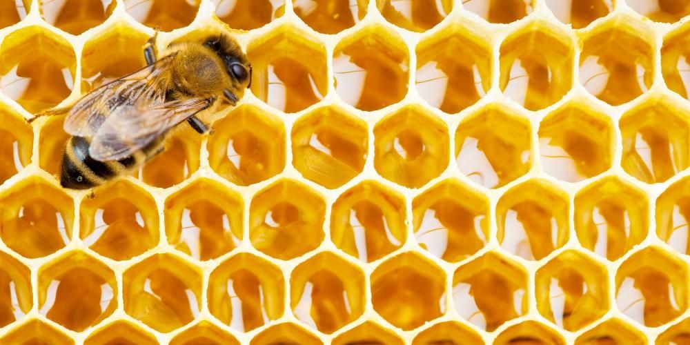Pelbagai Khasiat Sarang Lebah dan Cara Memakannya