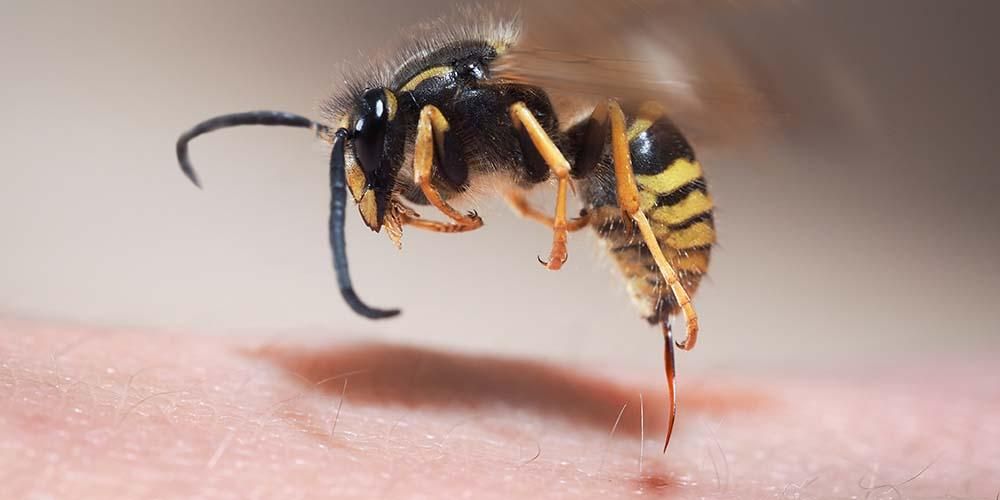 5 فوائد لعلاج لسع النحل مفيدة للجسم