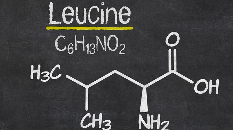 Левцинът е незаменима аминокиселина, познайте нейните жизненоважни функции