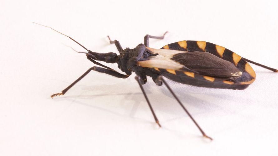 Ухапванията от триатоми причиняват болест на Шагас, пазете се от опасностите от тези насекоми