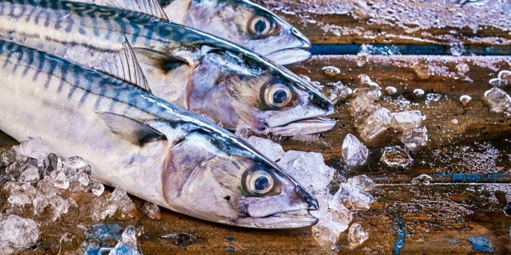 Запознайте се с предимствата на бутер риба или скумрия и нейното хранително съдържание