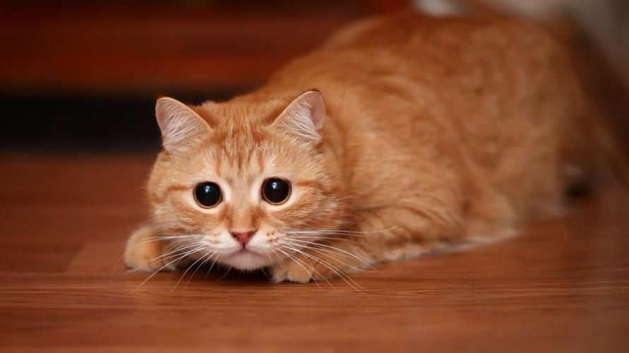 Ailurophobia membuat penghidapnya terlalu takut pada kucing