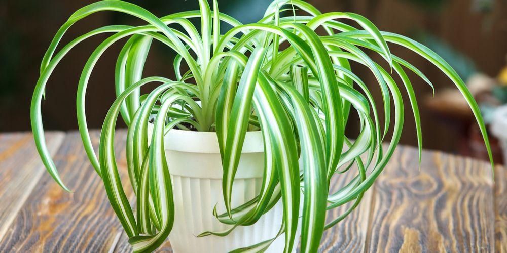 10 نباتات لتنقية الهواء يمكن أن تحمي العائلات من الأمراض