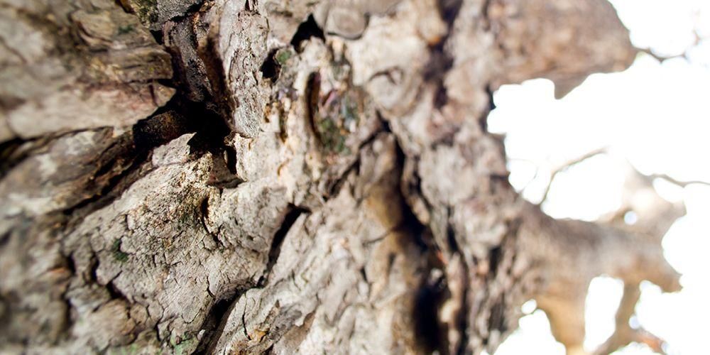 4 Характеристики на болестта на кората на дървесен човек, които се разпознават лесно