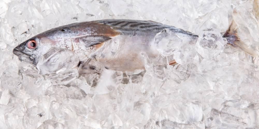 ทำความรู้จักกับประโยชน์ต่างๆ ของปลาทูน่าเพื่อสุขภาพ