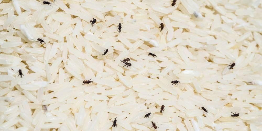 Pirinç bitinden nasıl kurtulurum yapmak etkilidir