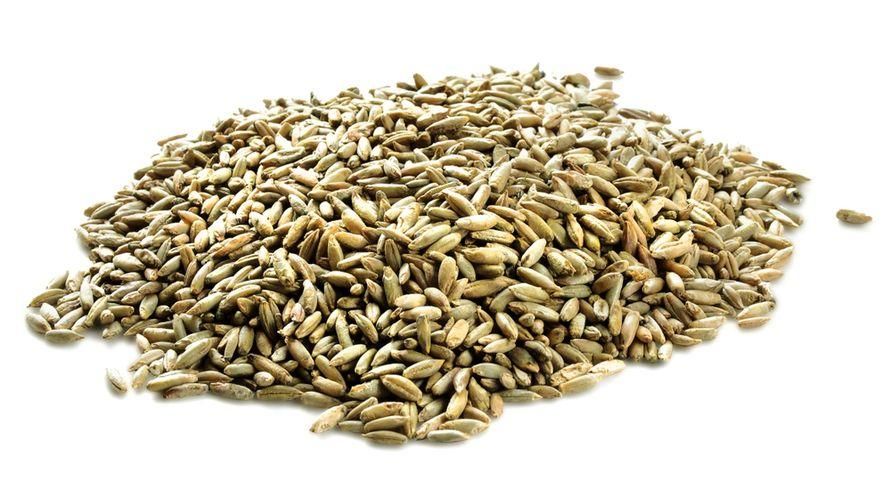 Различни ползи от черна пшеница, известна също като ръж, която е богата на хранителни вещества