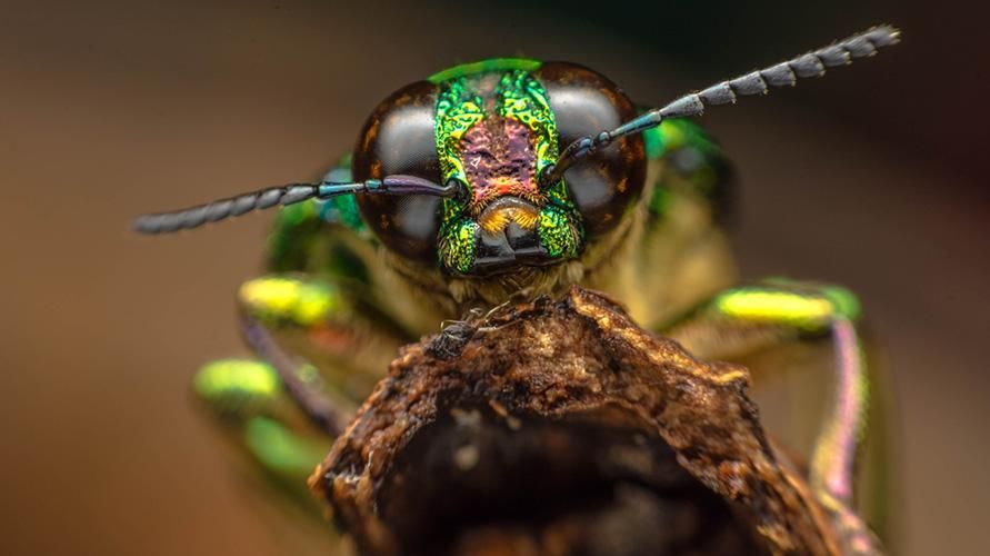 Entomofobi veya Böcek Fobisi: Belirtileri, Nedenleri ve Nasıl Üstesinden gelinir?