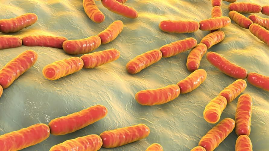 Lactobacillus rhamnosus, Bakteria Baik Mencegah Cirit-birit