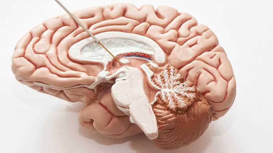 脳幹の解剖学、機能、および健康上の問題のリスク