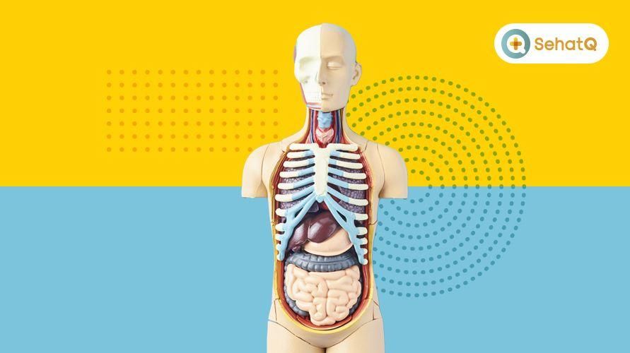 Derma Organ Lain-Lain, Bahagian Tubuh Yang Boleh Diberikan kepada Syarat-syarat untuk Menjadi Penderma