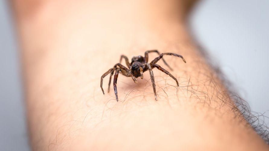 Impatto di essere morsi da un ragno e il primo soccorso che deve essere fatto