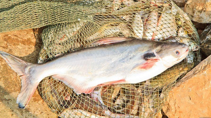 5 أسباب لماذا يجب أن تكون حذرًا قبل تناول سمك السلور السيامي