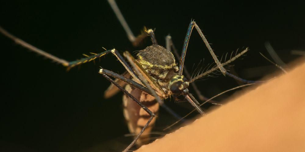 Запознаване с два комара Chikungunya, Aedes Aegypti и Aedes Albopticus