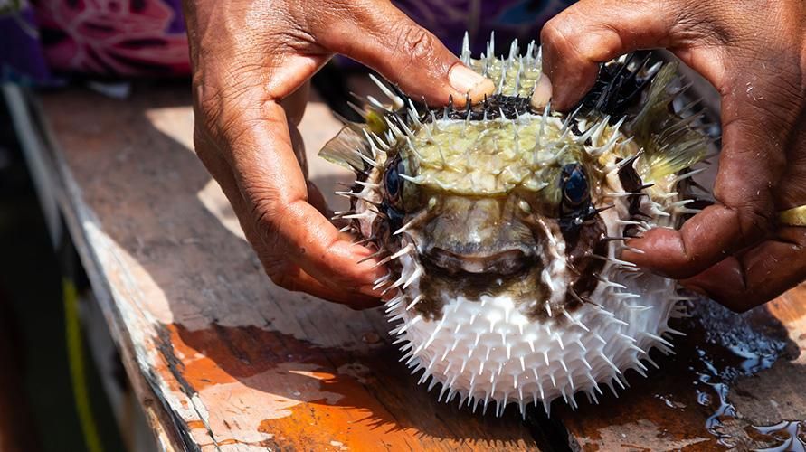 Lebih Seram daripada Arsenik dan Sianida, Ini Menyebabkan Keracunan Ikan Puffalo