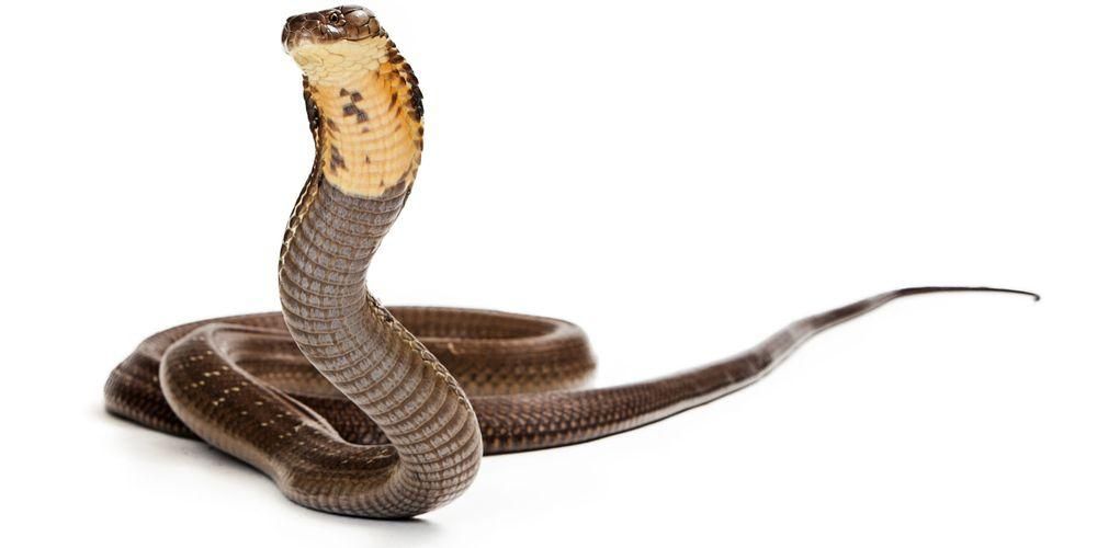 6 начина да се отървете от змиите от дома след голям потоп