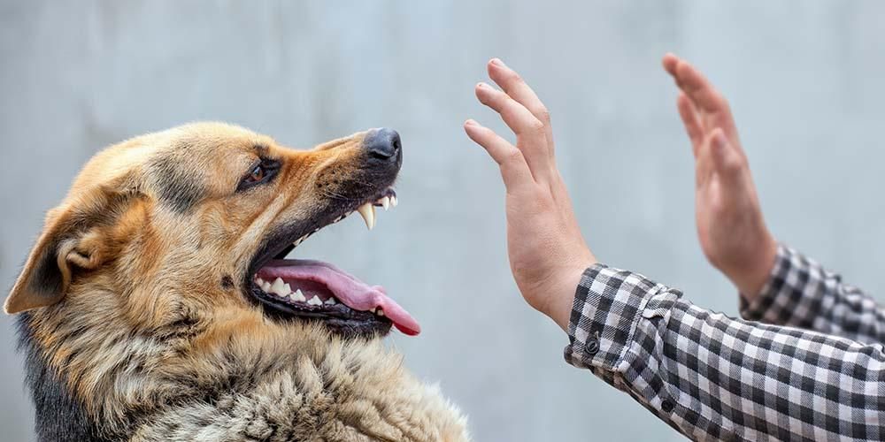 Adakah benar bahawa gigitan anjing menyebabkan rabies?